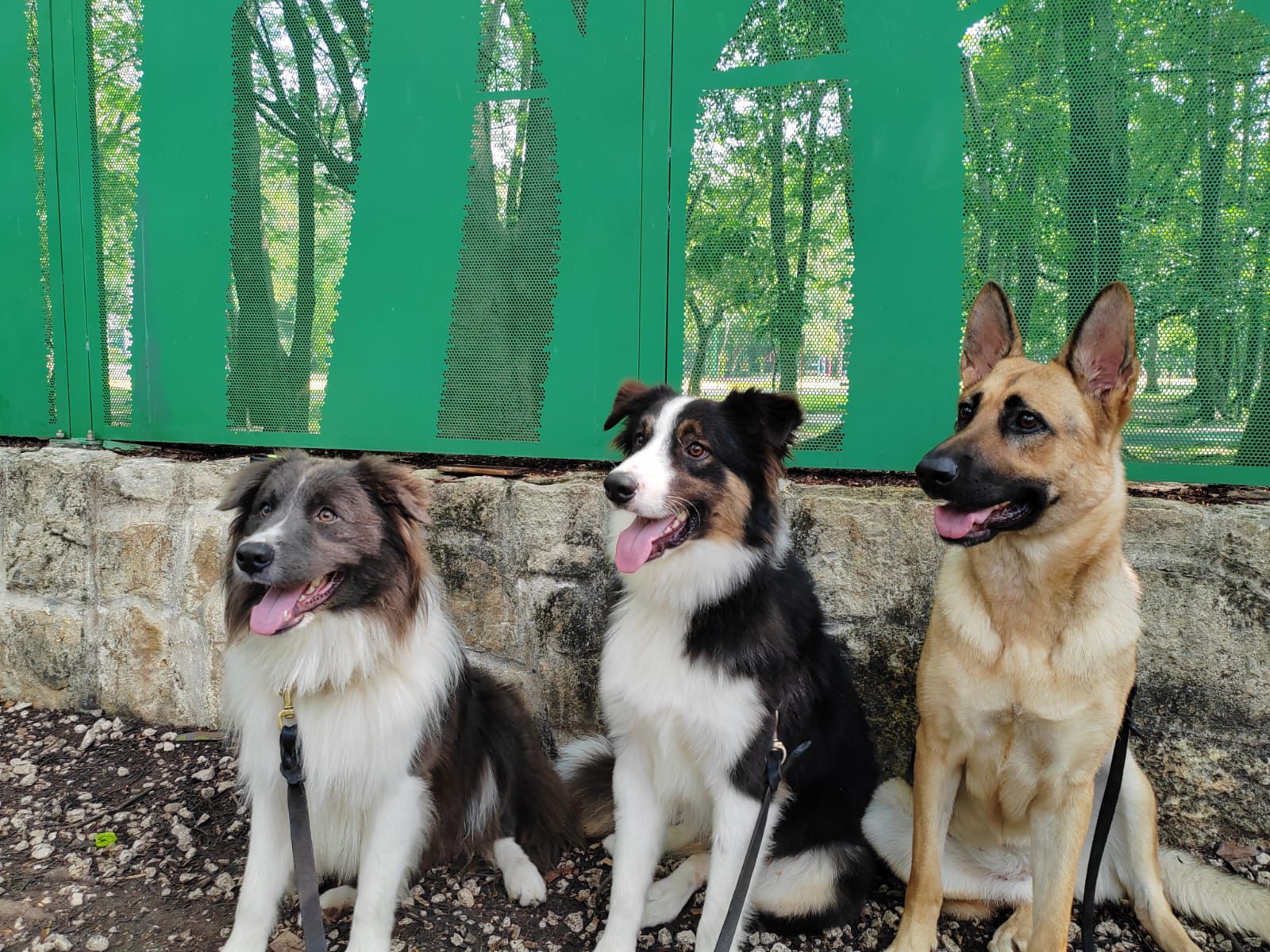 Socialización Controlada